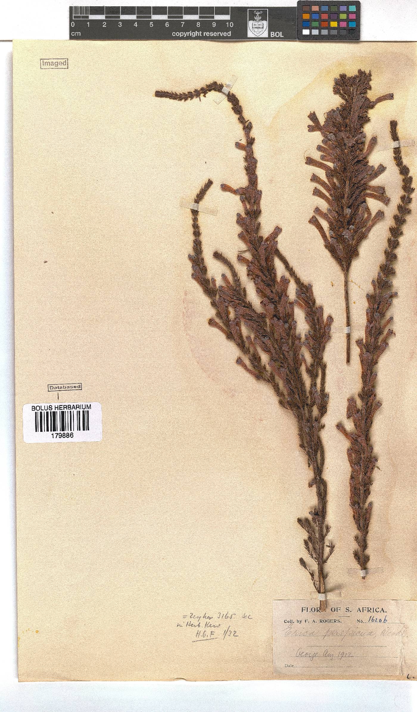 Erica perspicua image