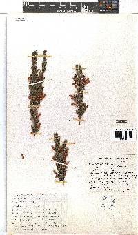 Erica perspicua image