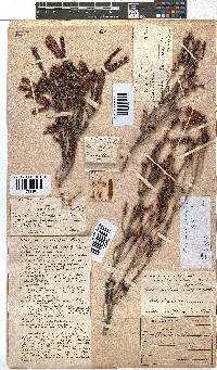 Erica diaphana image