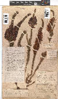 Erica colorans image