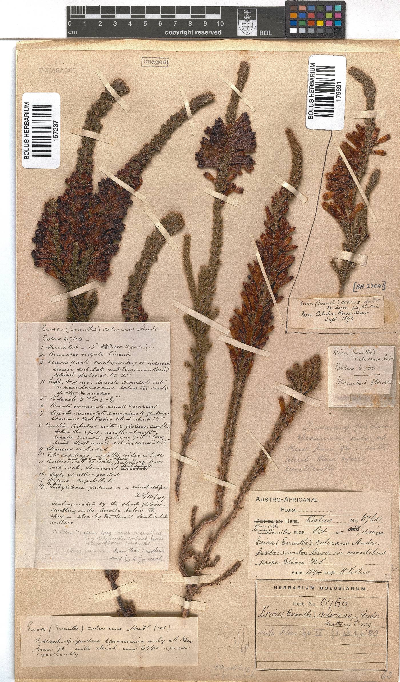 Erica colorans image