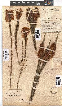 Erica colorans image