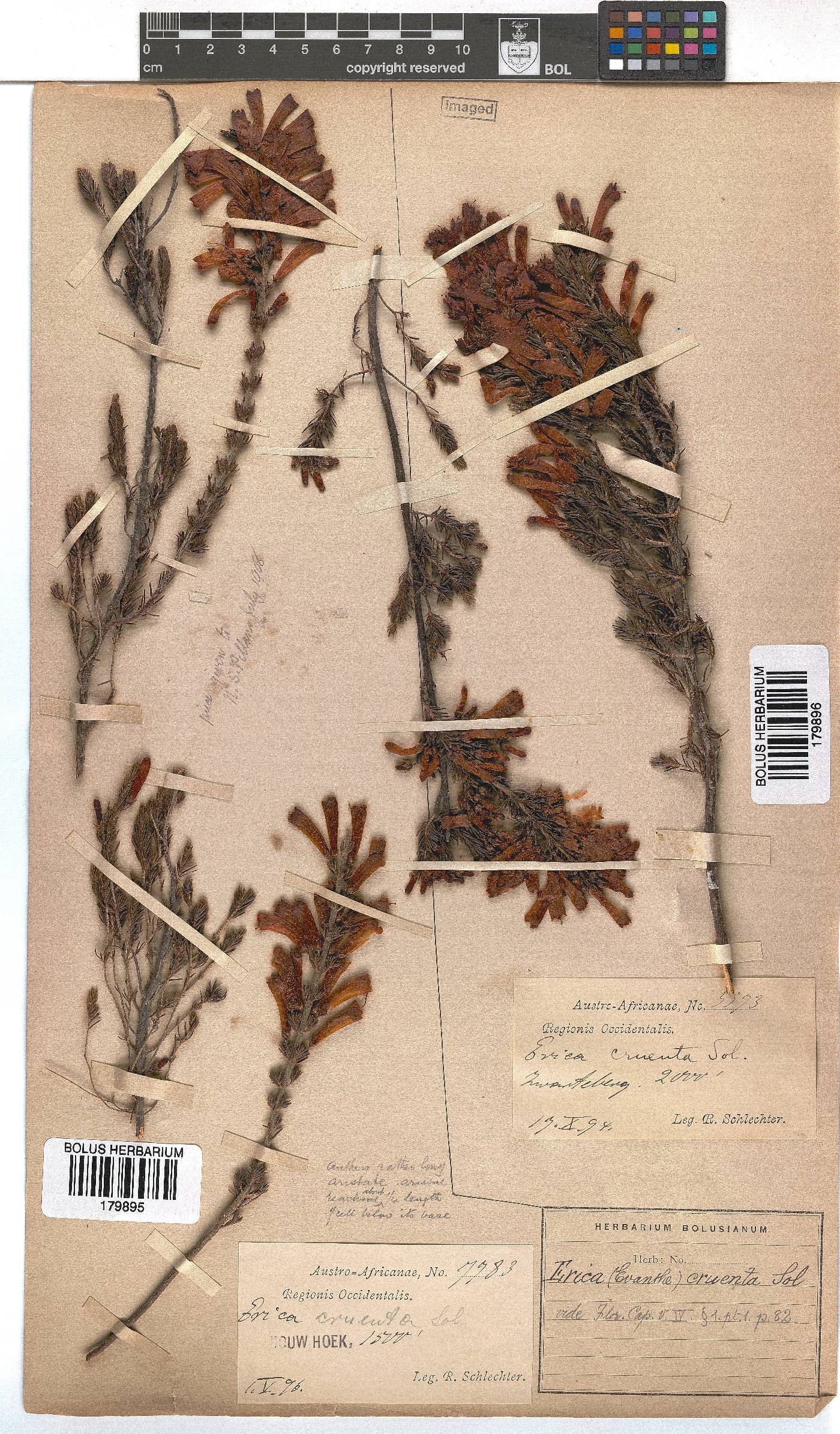 Erica cruenta image