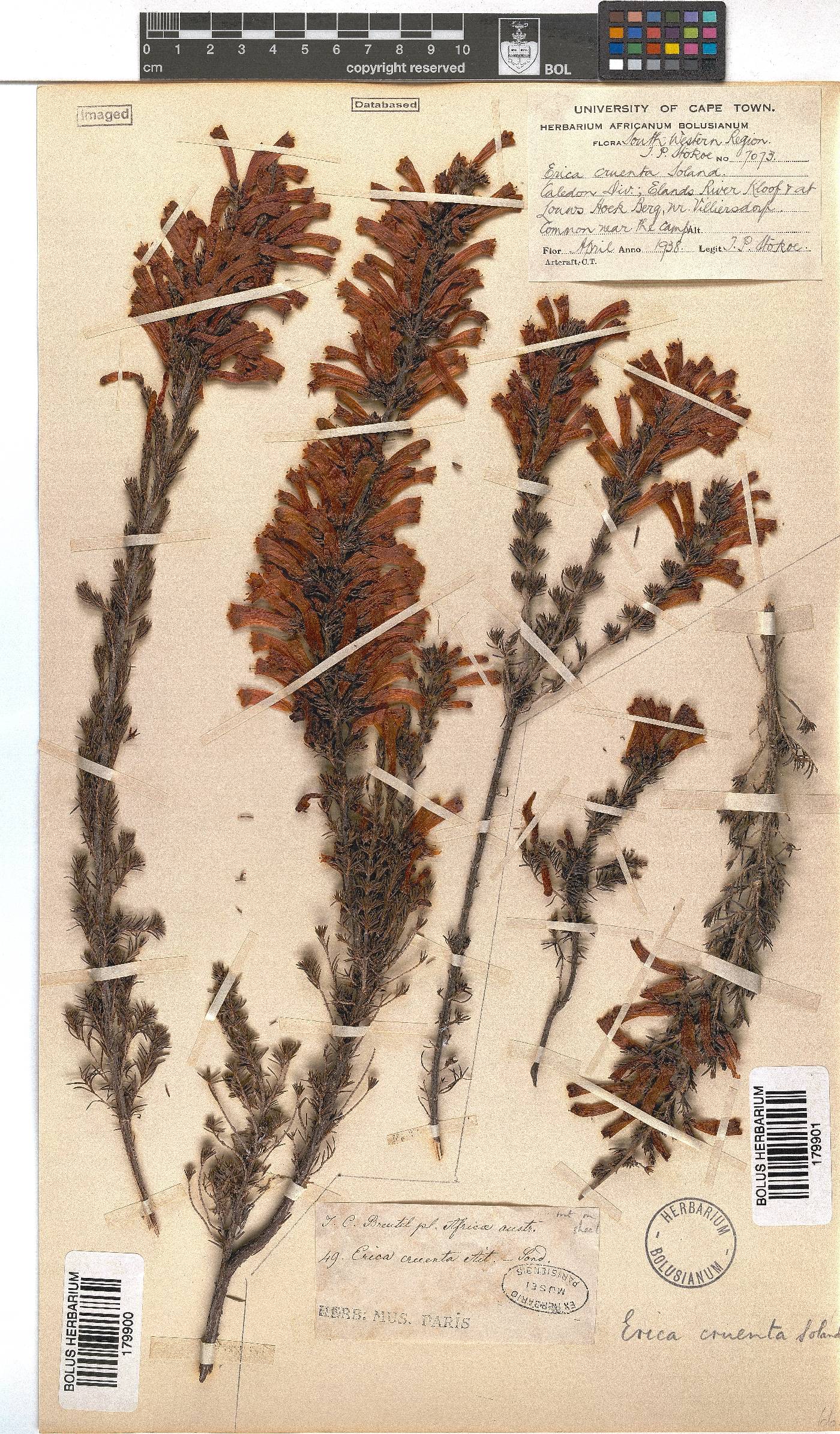 Erica cruenta image