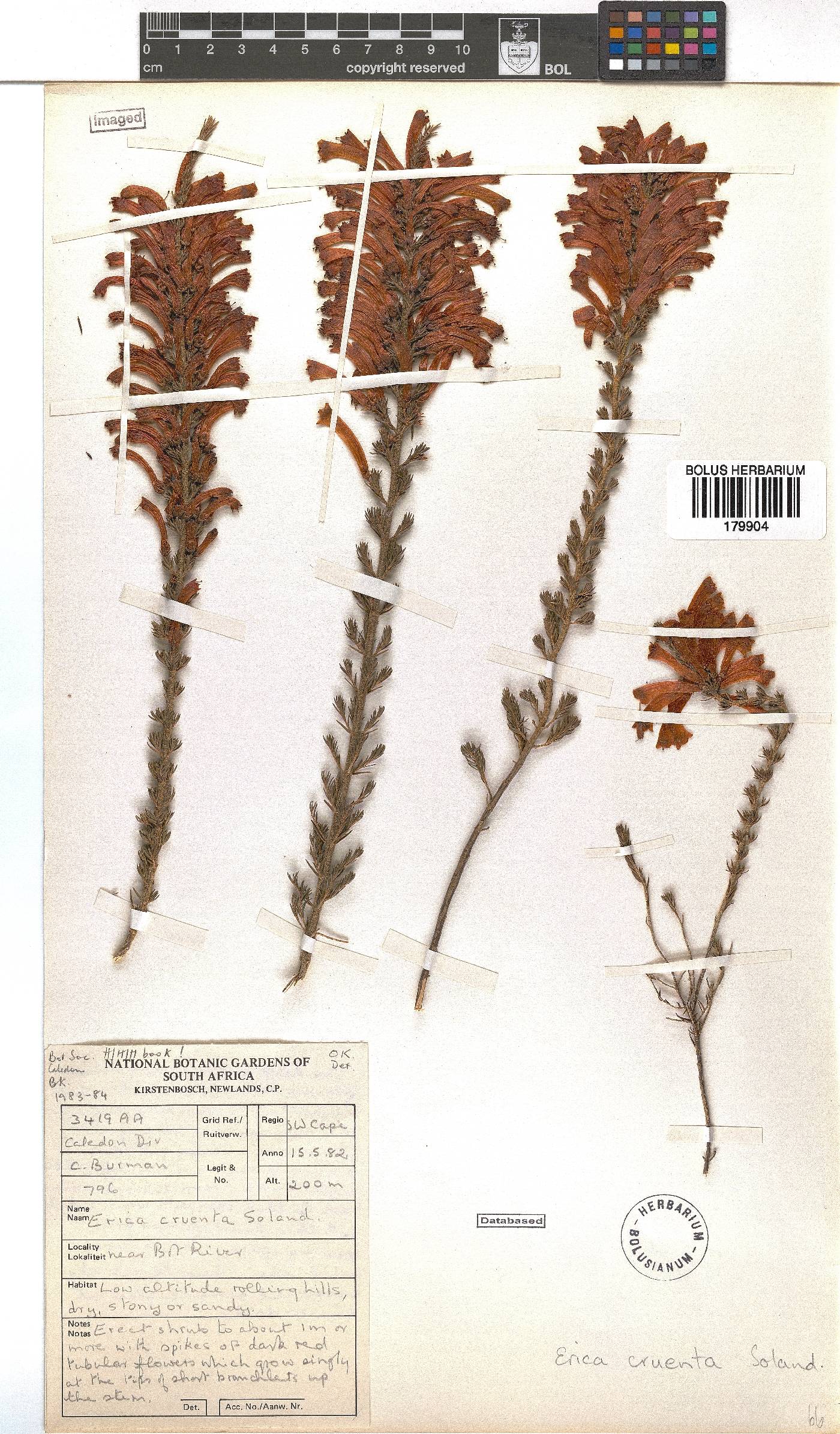 Erica cruenta image