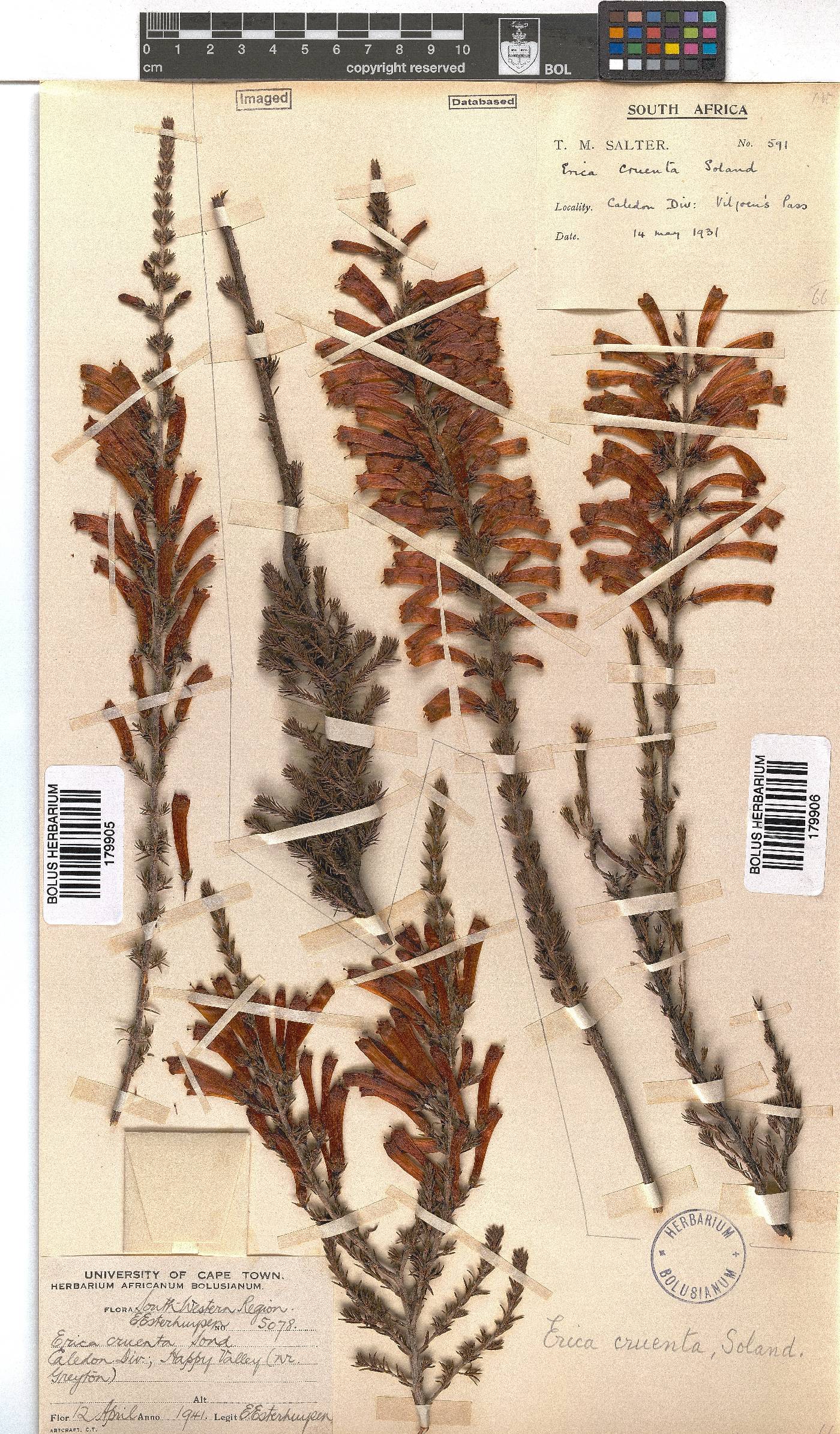 Erica cruenta image