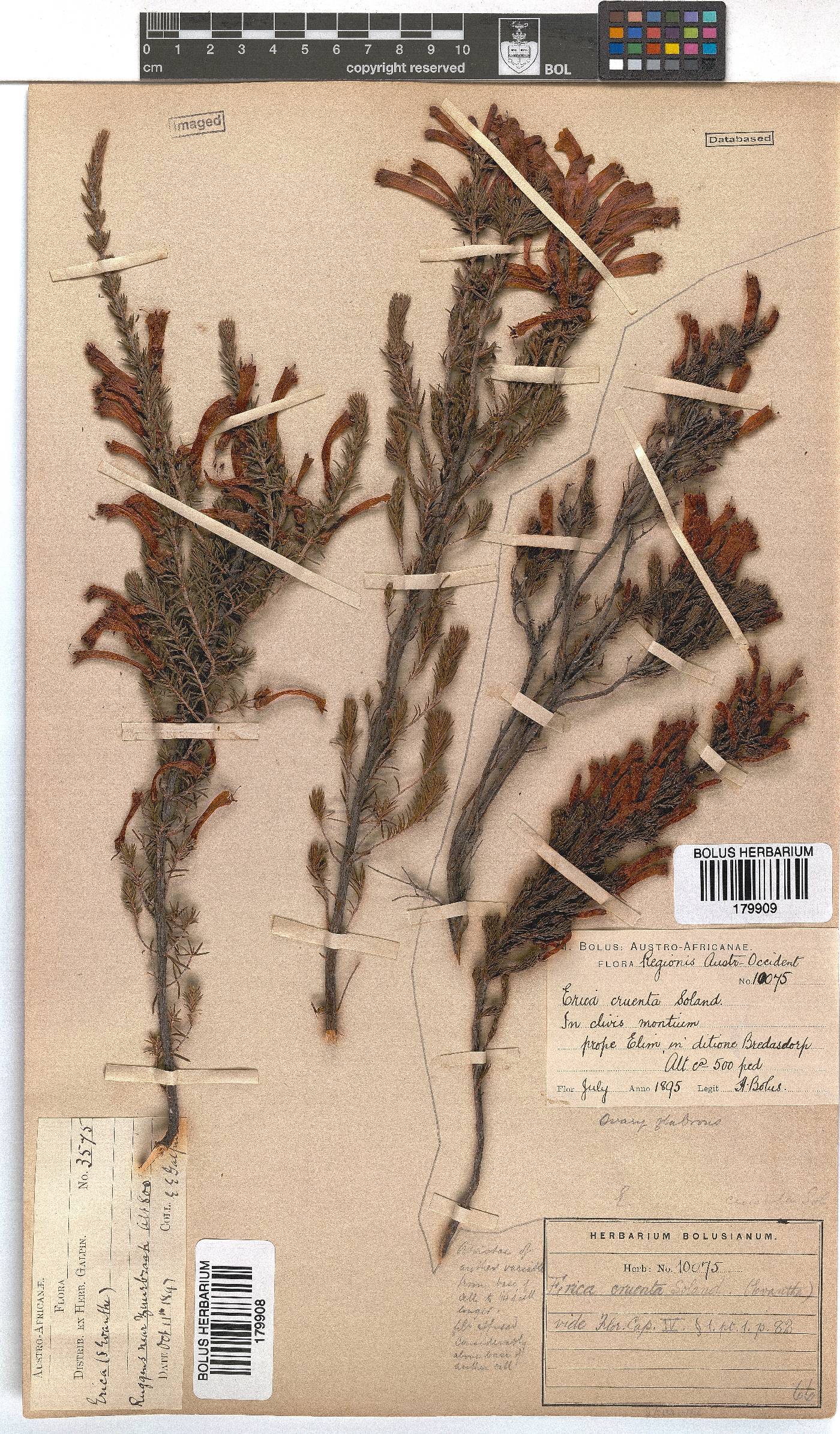 Erica cruenta image