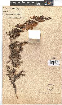 Erica wendlandiana image