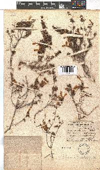 Erica wendlandiana image