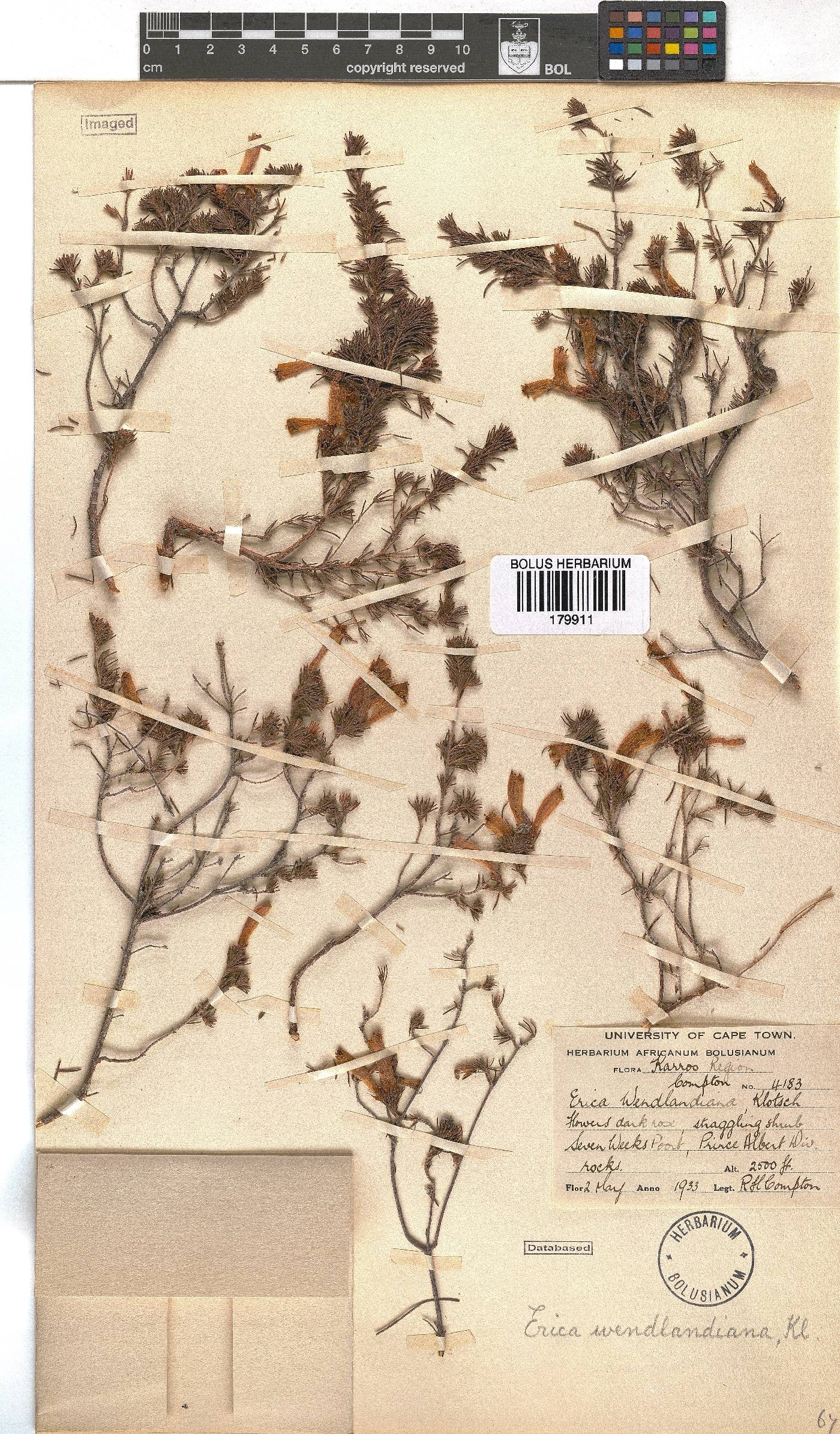 Erica wendlandiana image