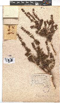 Erica wendlandiana image