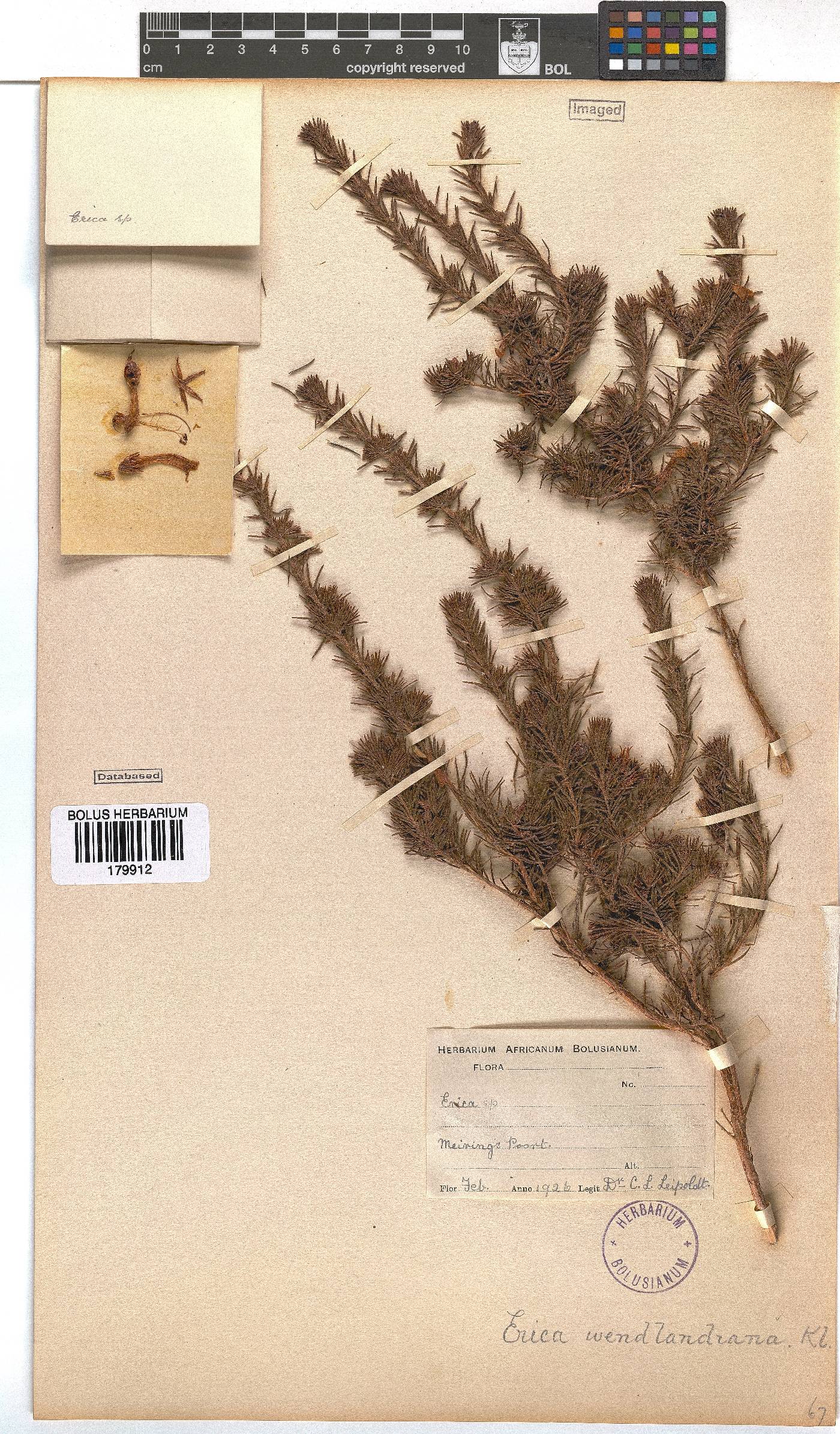 Erica wendlandiana image