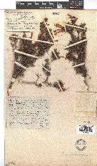 Erica wendlandiana image