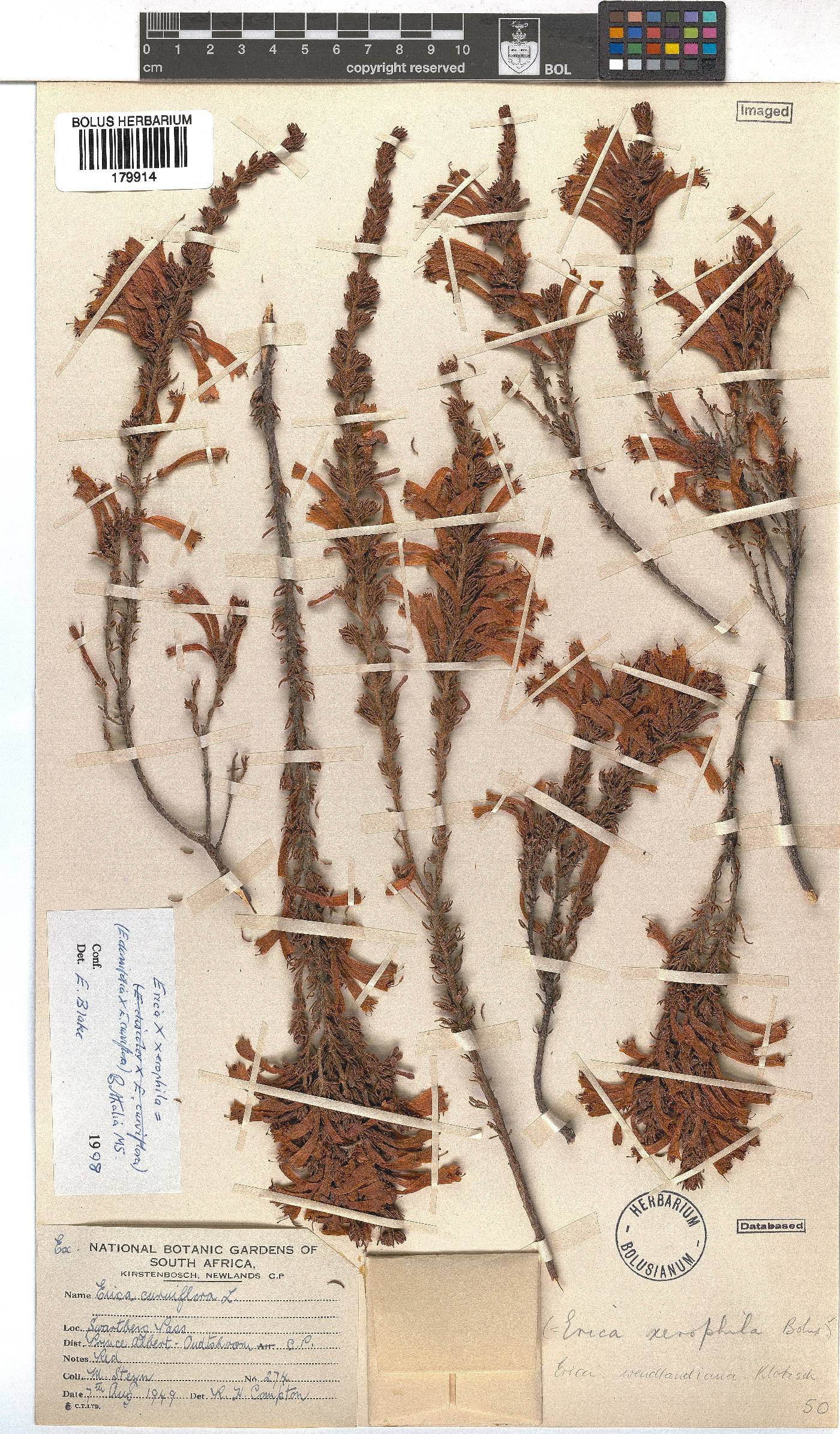 Erica wendlandiana image