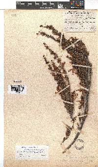 Erica wendlandiana image