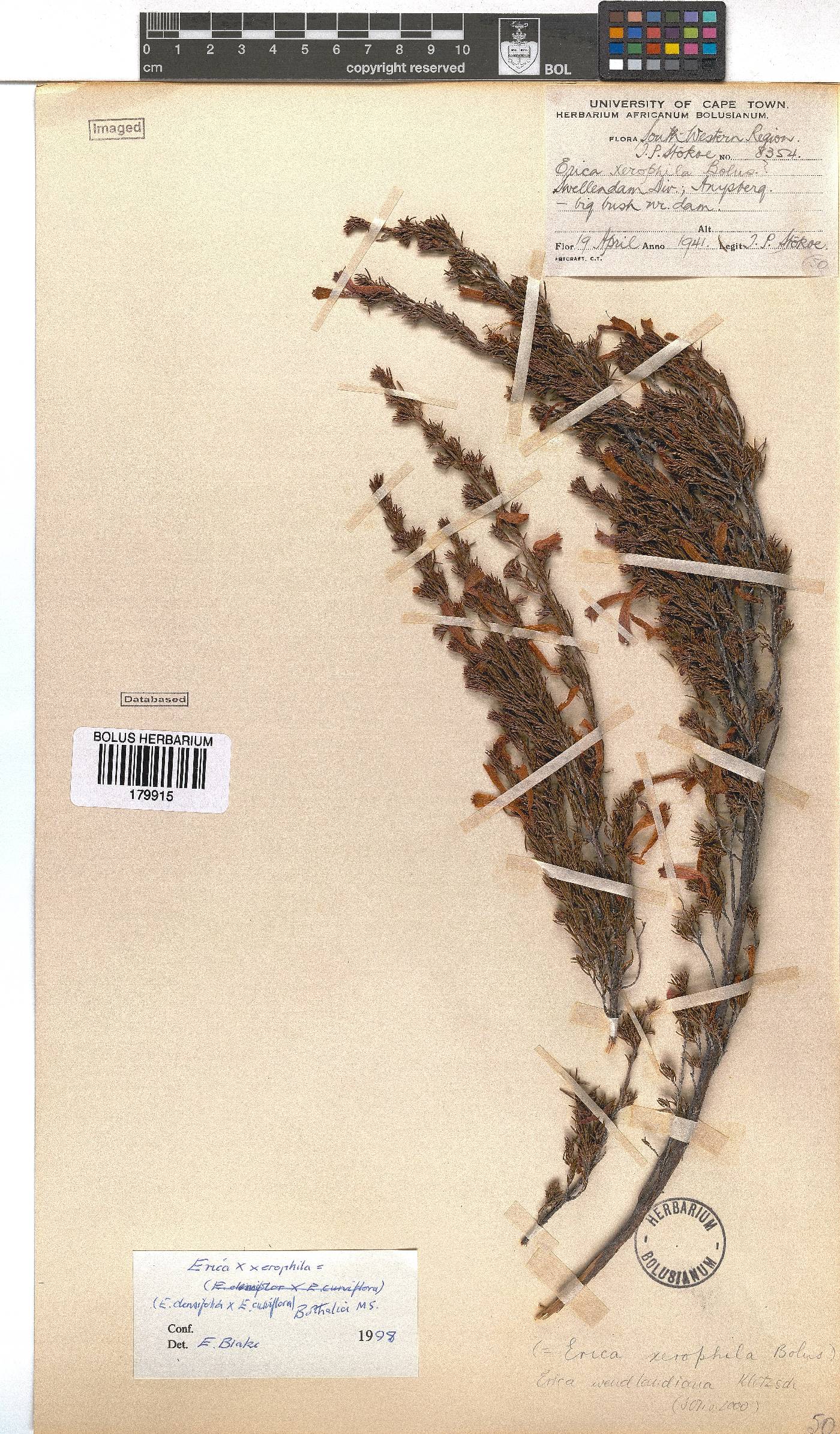 Erica wendlandiana image