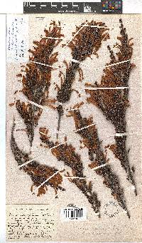 Erica wendlandiana image