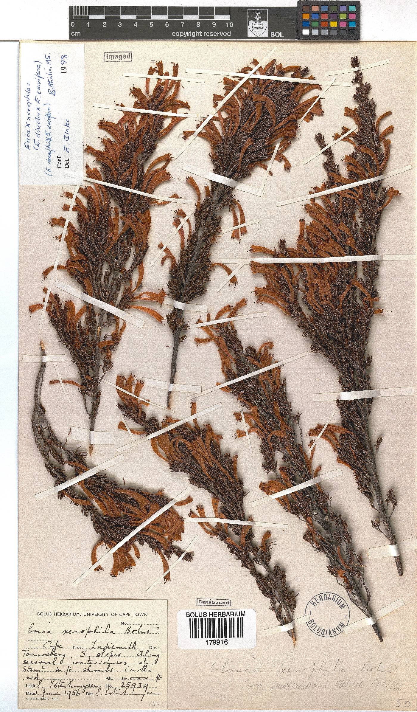 Erica wendlandiana image