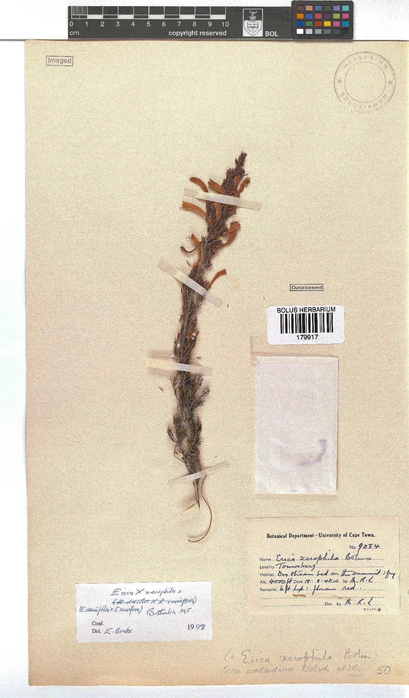 Erica wendlandiana image