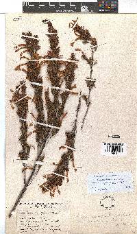 Erica wendlandiana image