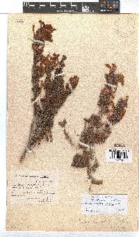 Erica wendlandiana image