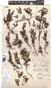 Erica wendlandiana image