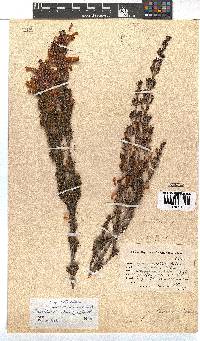 Erica wendlandiana image