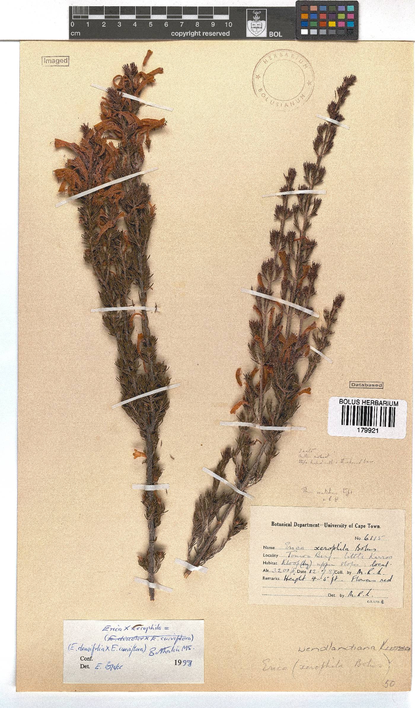 Erica wendlandiana image