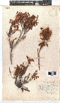 Erica haematosiphon image