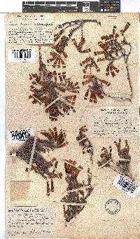 Erica haematosiphon image