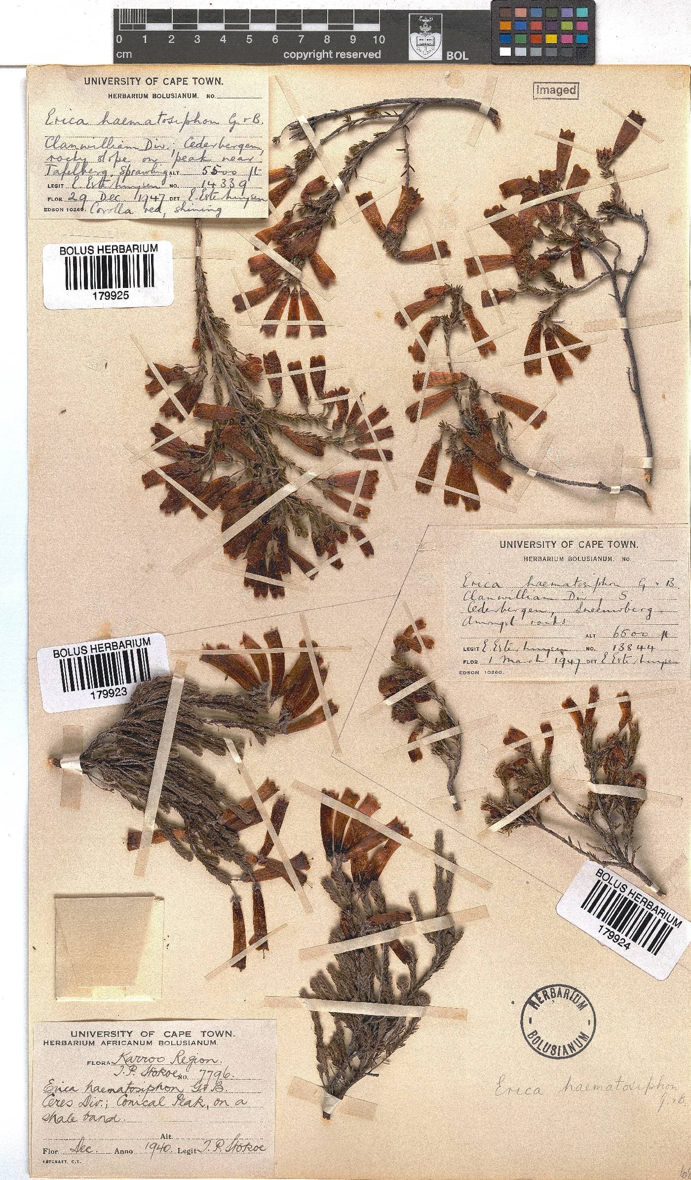 Erica haematosiphon image