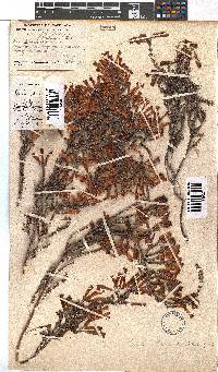 Erica haematosiphon image