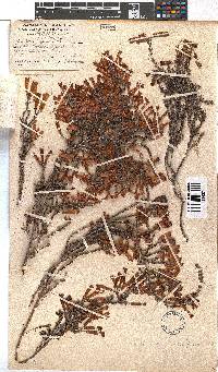 Erica haematosiphon image