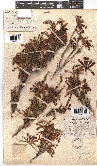 Erica haematosiphon image