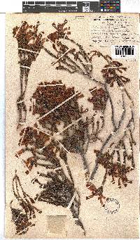 Erica haematosiphon image