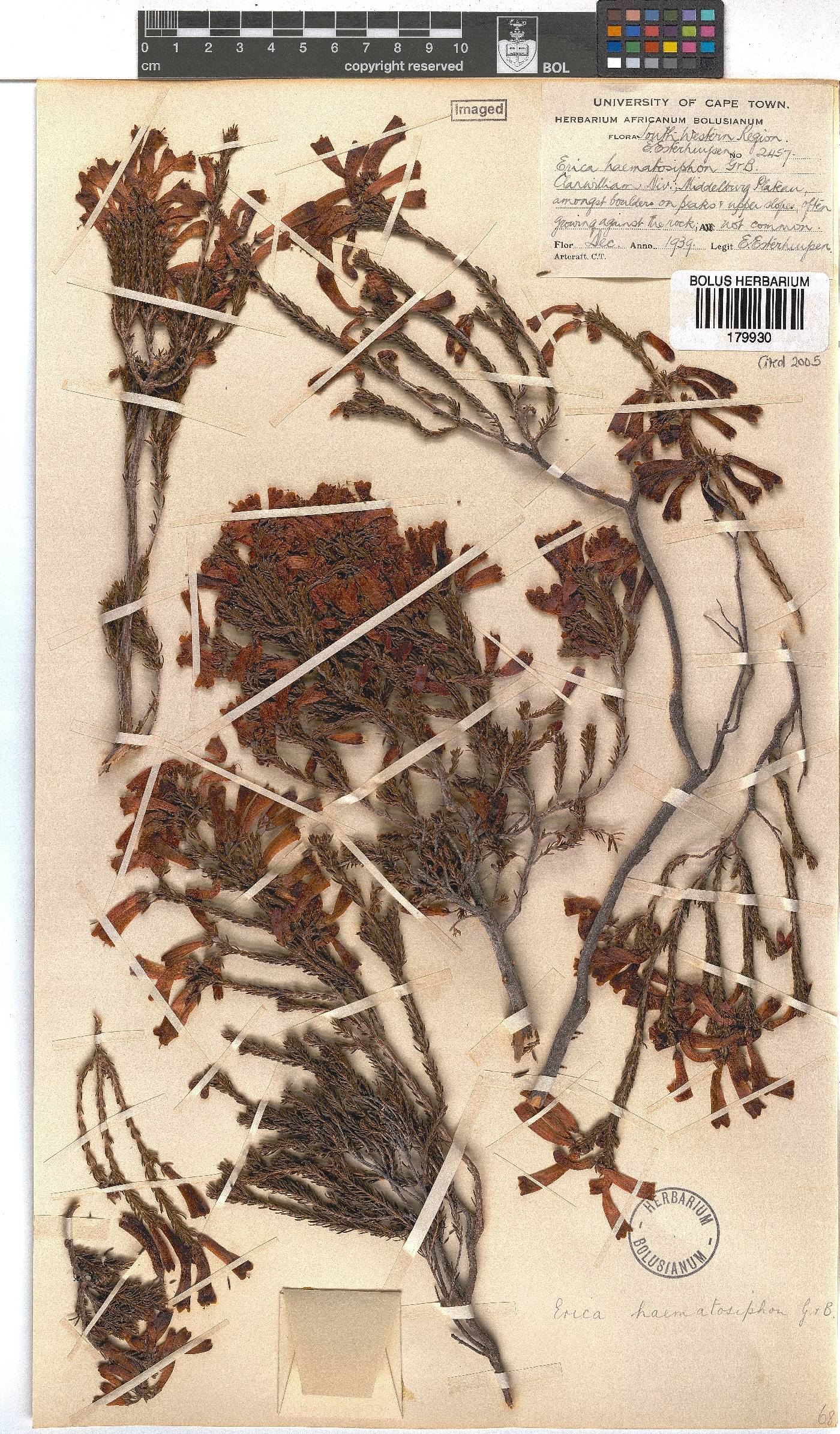 Erica haematosiphon image