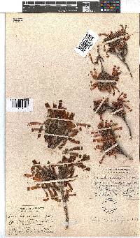 Erica haematosiphon image