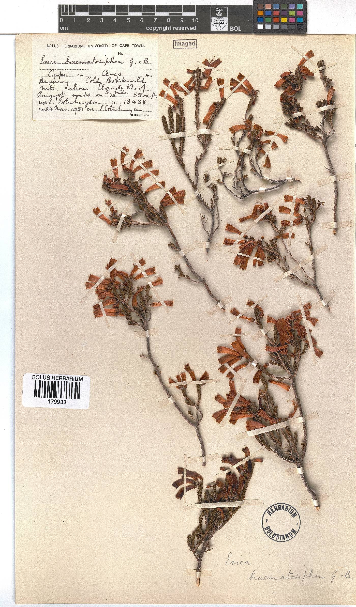 Erica haematosiphon image