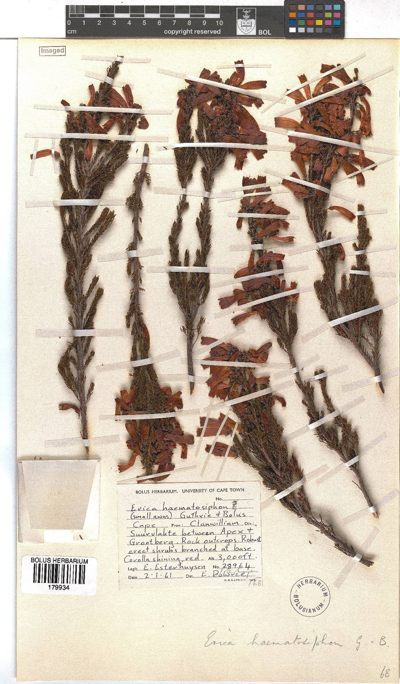 Erica haematosiphon image