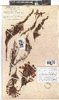 Erica haematosiphon image