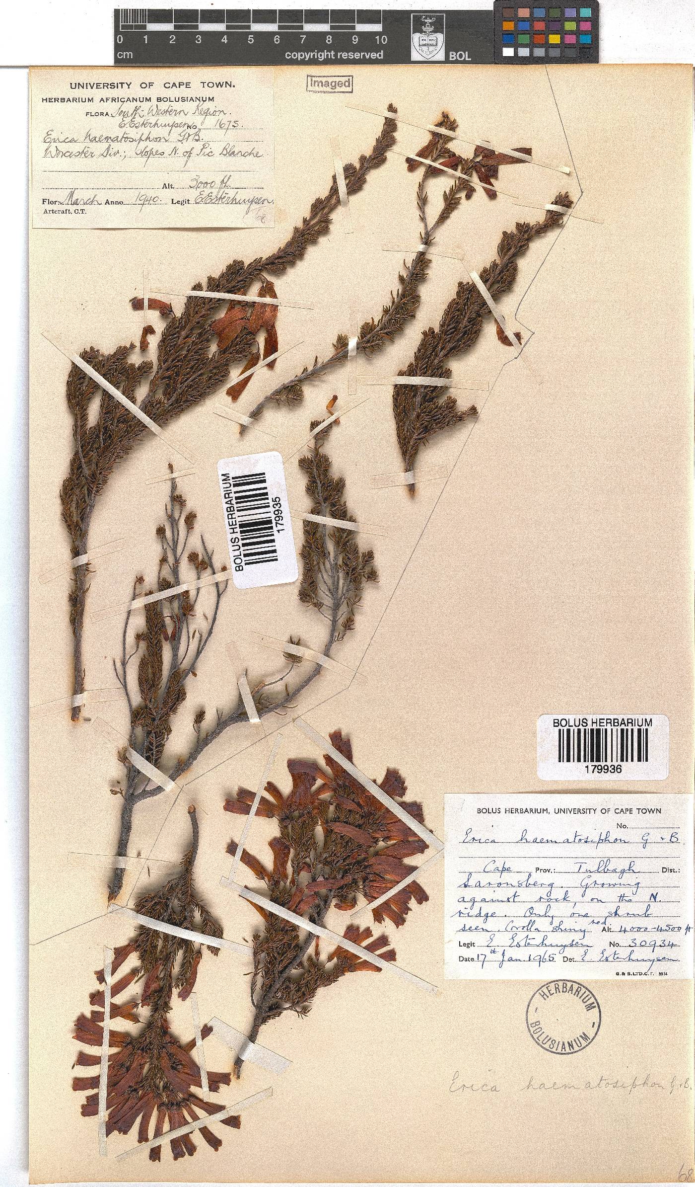 Erica haematosiphon image