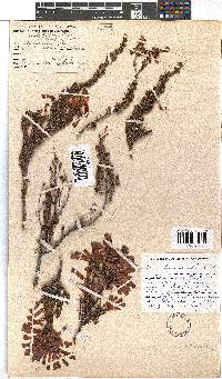 Erica haematosiphon image