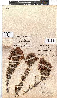 Erica haematosiphon image