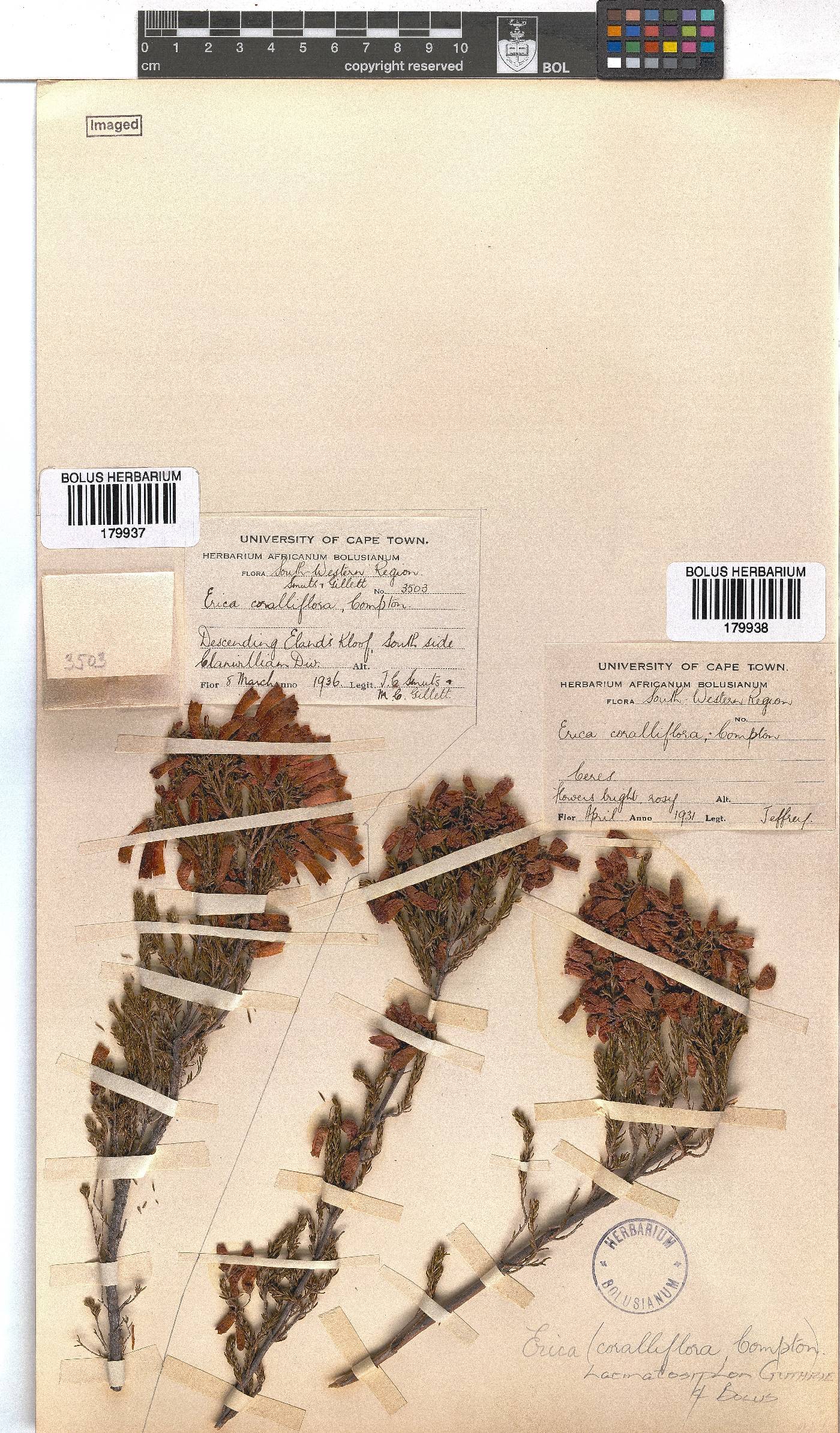 Erica haematosiphon image