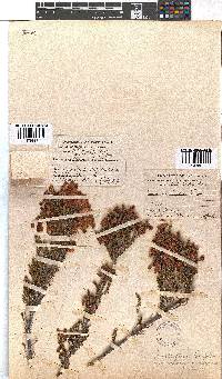 Erica haematosiphon image