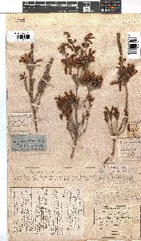 Erica chloroloma image