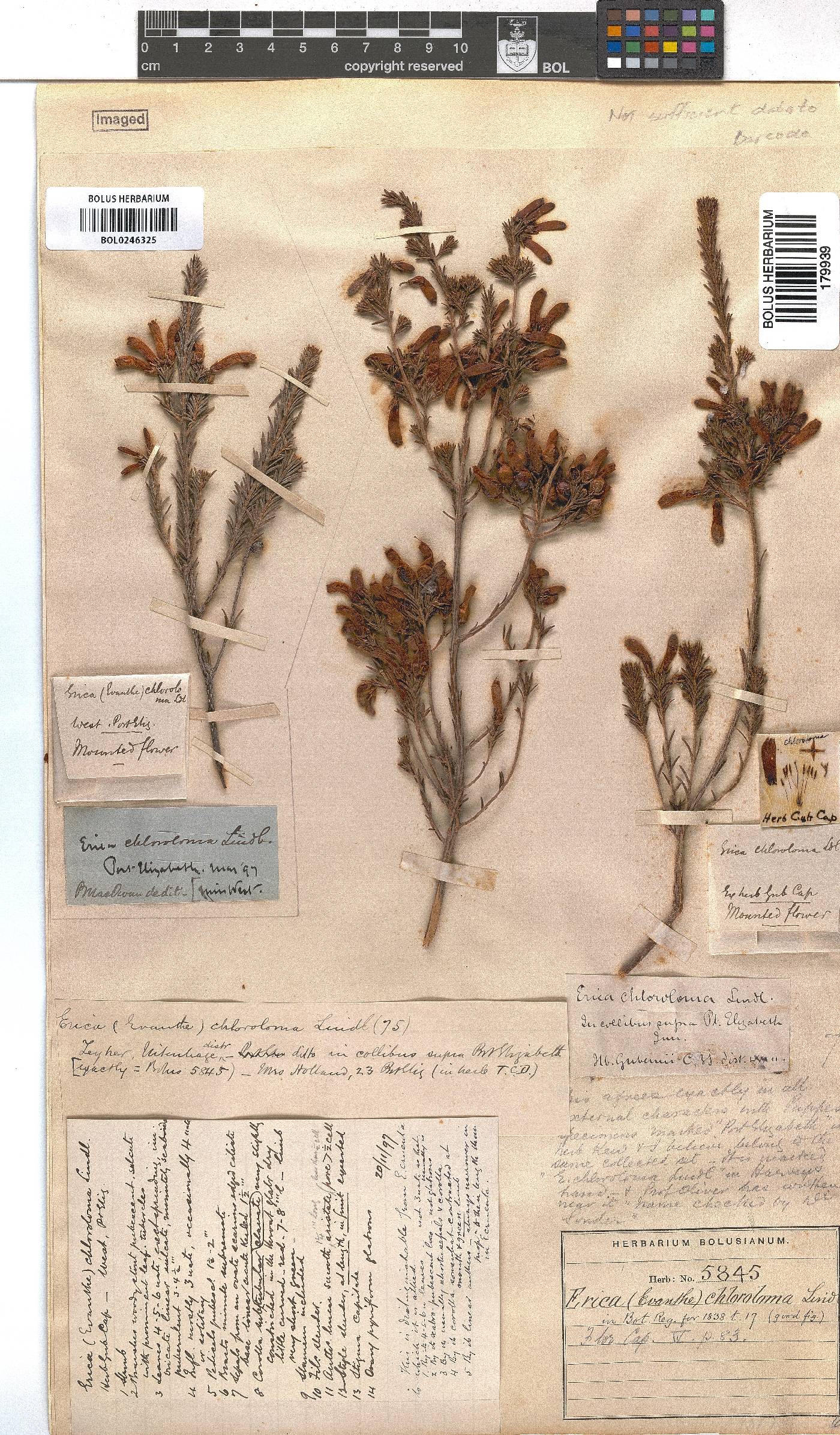 Erica chloroloma image