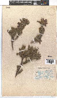 Erica brachialis image