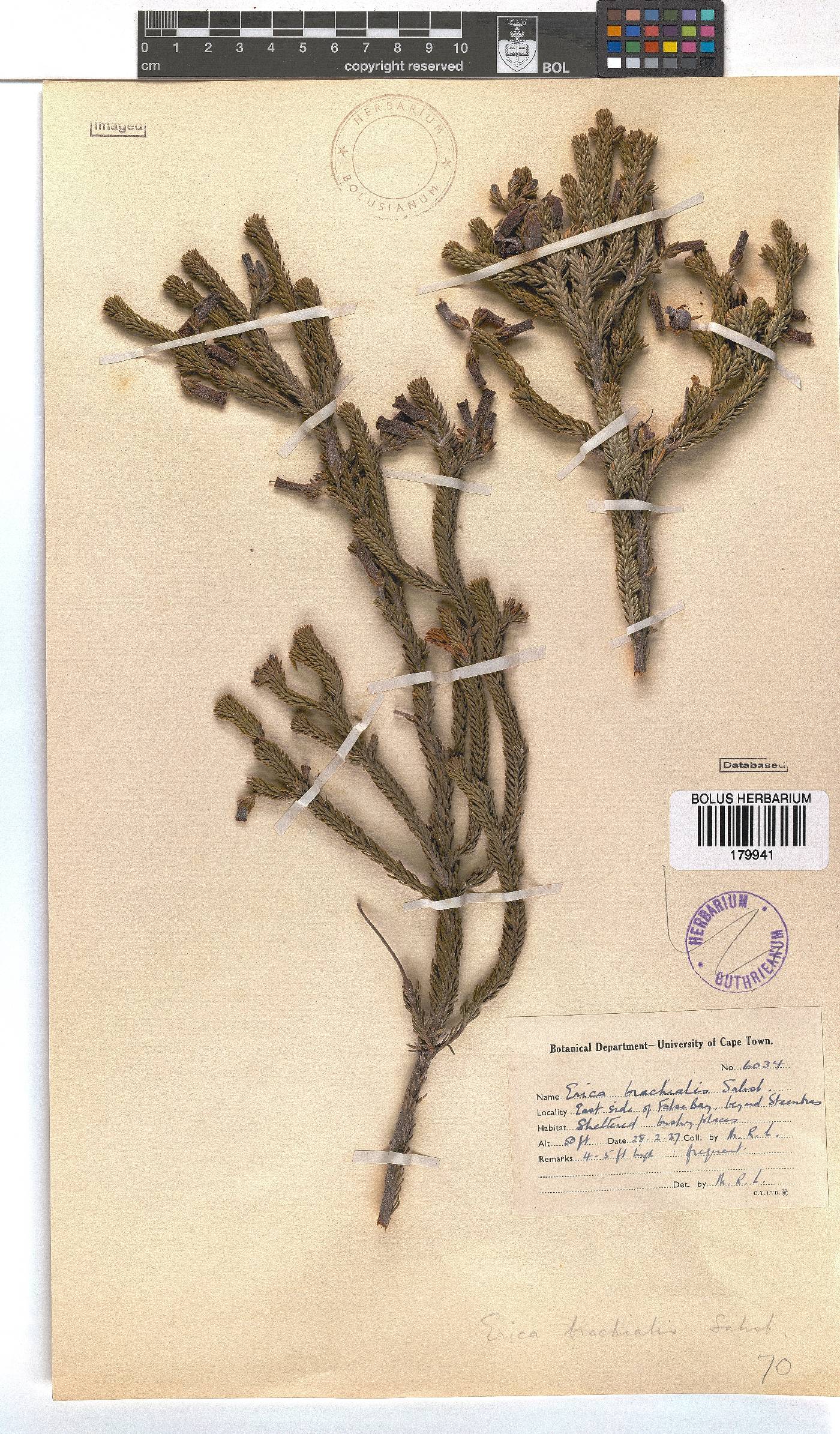 Erica brachialis image