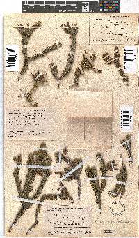 Erica brachialis image